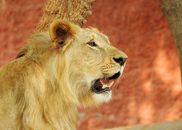 Brown Lion Lying on Ground