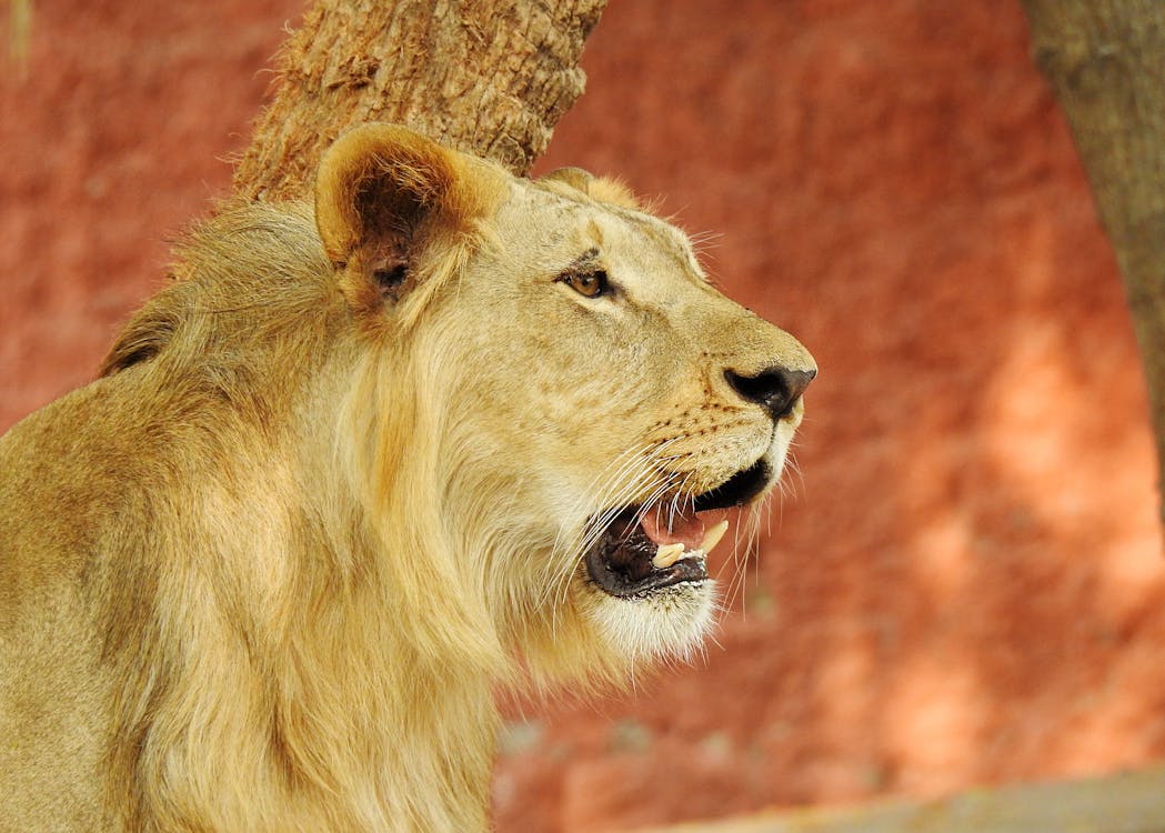 哺乳動物, 捕食者, 母獅 的 免费素材图片