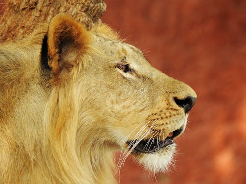Free Photograph of a Lion's Head Stock Photo