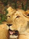 Brown Lioness Lying on Ground