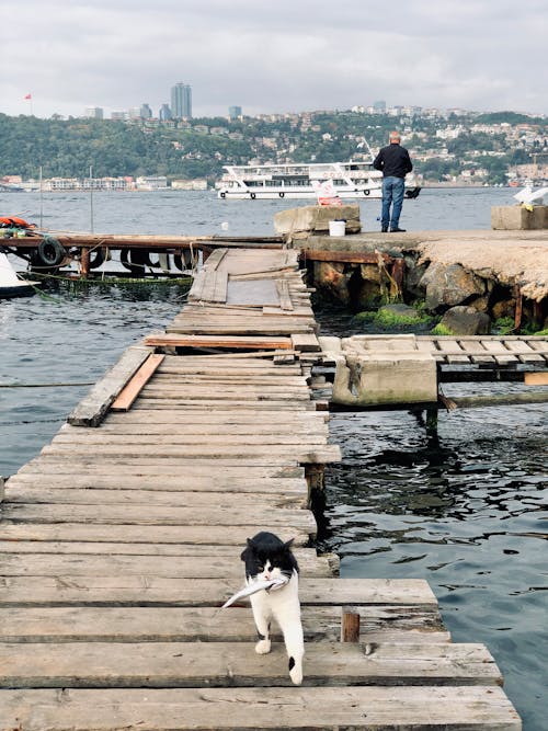 Fotobanka s bezplatnými fotkami na tému drevený, lávka, mačka