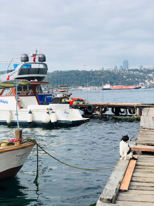 Fotobanka s bezplatnými fotkami na tému drevený, jachta, lávka