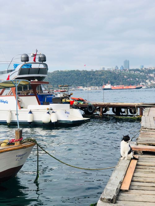 Free Tranquil harbor scene featuring boats and a cat on a wooden dock with a cityscape backdrop. Stock Photo