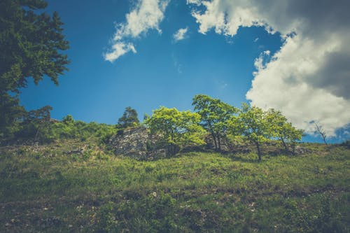 丘, 木, 空の無料の写真素材