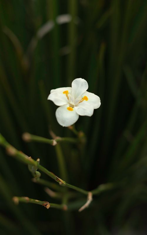 Free A detailed close-up of a white butterfly iris blossom with green foliage background. Stock Photo