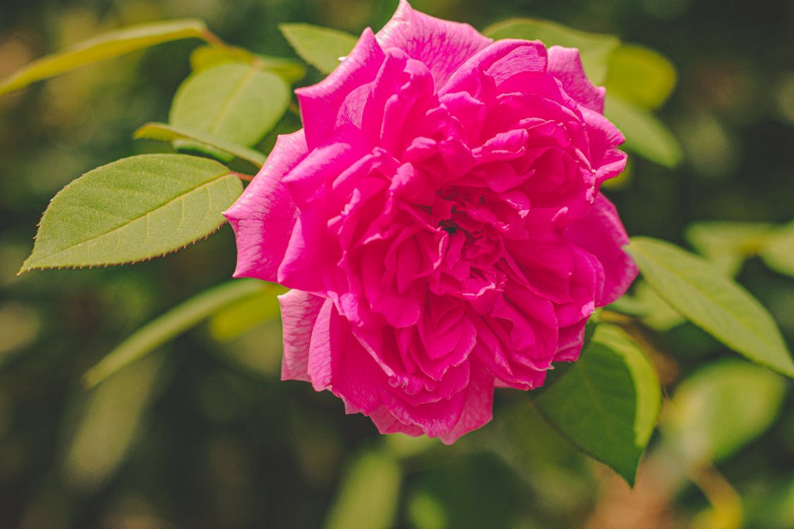 Pink Rose in Bloom