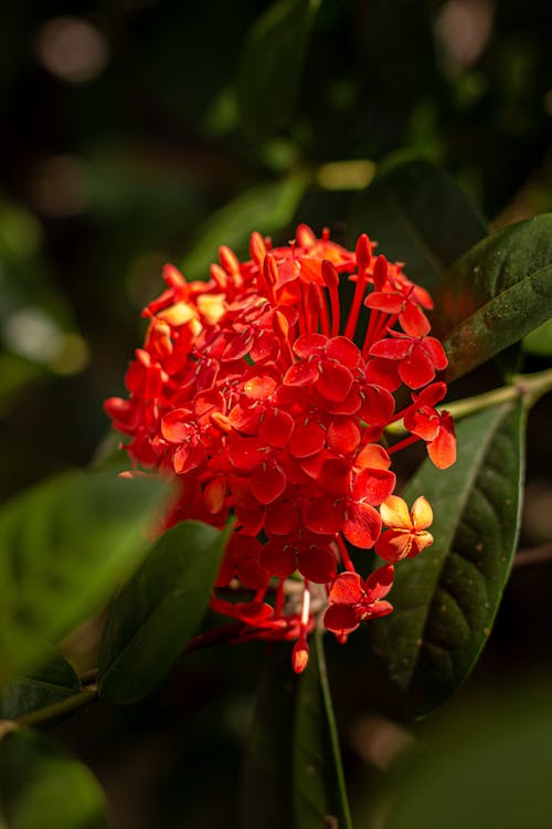 Red Flower in Tilt Shift Lens