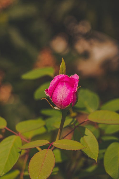 Pink Rose in Bloom