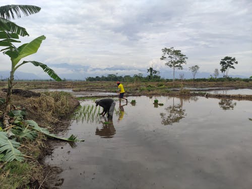 People Working in a Field