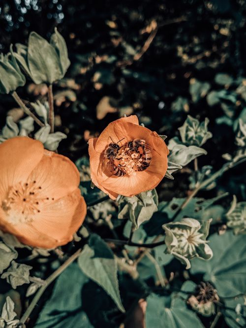 Free Bright close-up of a bee collecting nectar on an apricot mallow flower, highlighting pollination. Stock Photo