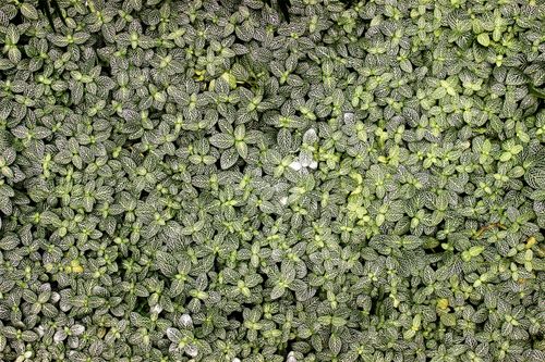 Free Top view of dense green peperomia foliage showcasing intricate white veining patterns. Stock Photo
