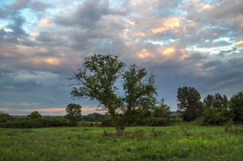 Ücretsiz bulutlar, çevre, çim saha içeren Ücretsiz stok fotoğraf Stok Fotoğraflar