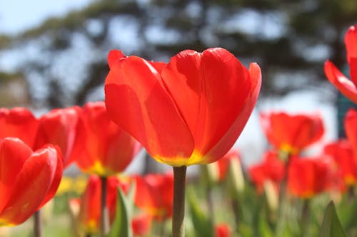 Foto stok gratis berkembang, bunga merah, flora