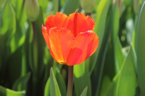 植物群, 橘色的花, 特寫 的 免費圖庫相片