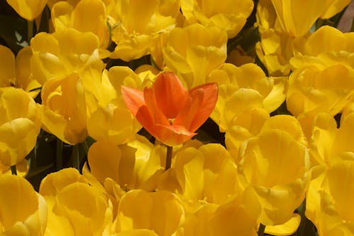 Tulips in Bloom