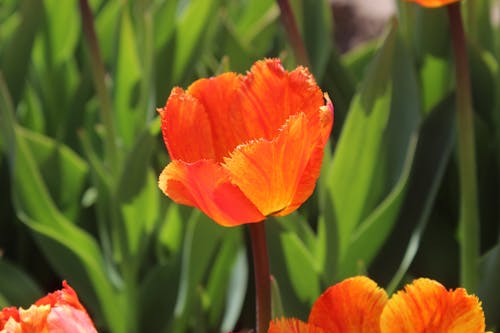 Free Close Up Photo of an Orange Tulip Stock Photo