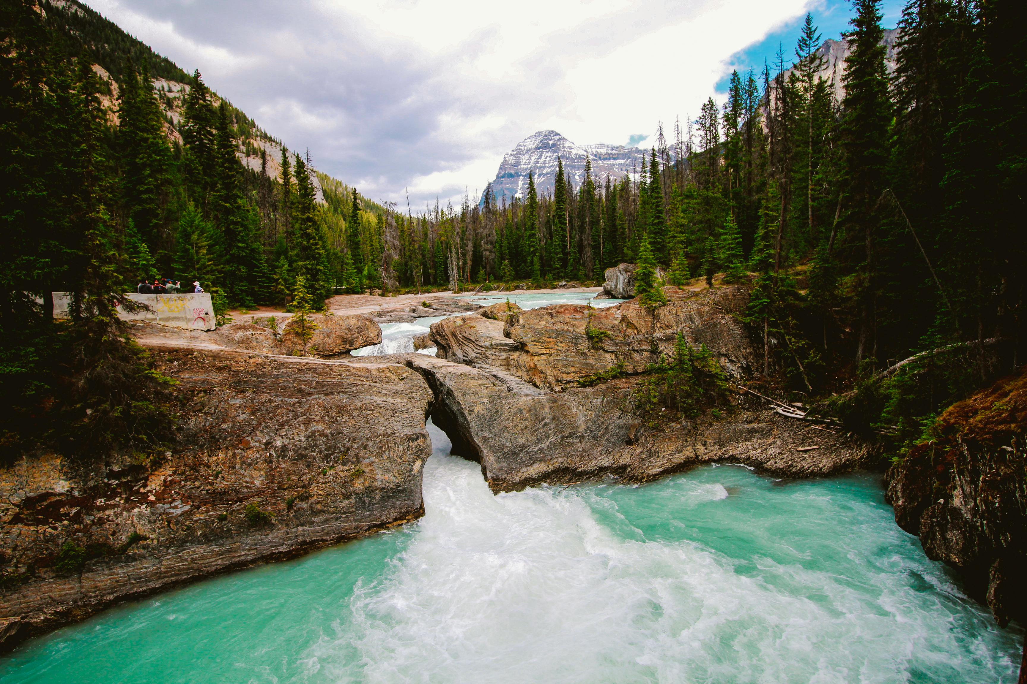 river surrounded by green pine trees