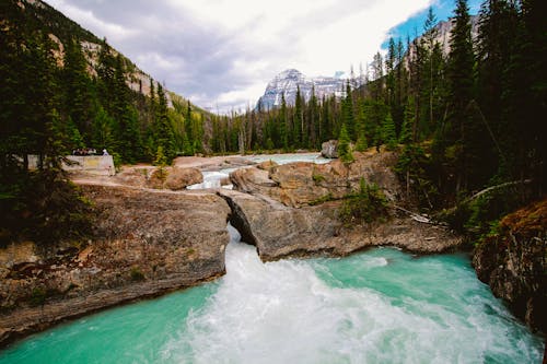 Free River Surrounded by Green Pine Trees Stock Photo