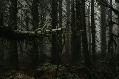 Bare Trees in the Forest