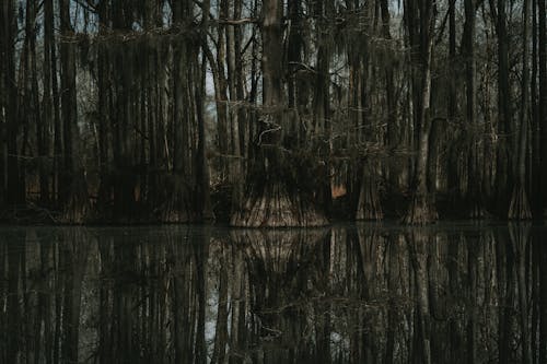 Бесплатное стоковое фото с болото, вода, деревья
