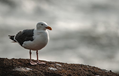 Gratis arkivbilde med dyr, fugl, fuglfotografi