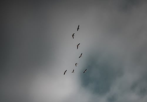 Photo of Birds Flying