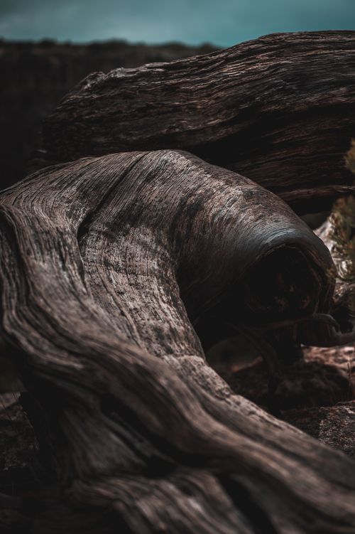 Free Close-up view of textured, weathered driftwood in nature, highlighting its unique patterns and natural beauty. Stock Photo