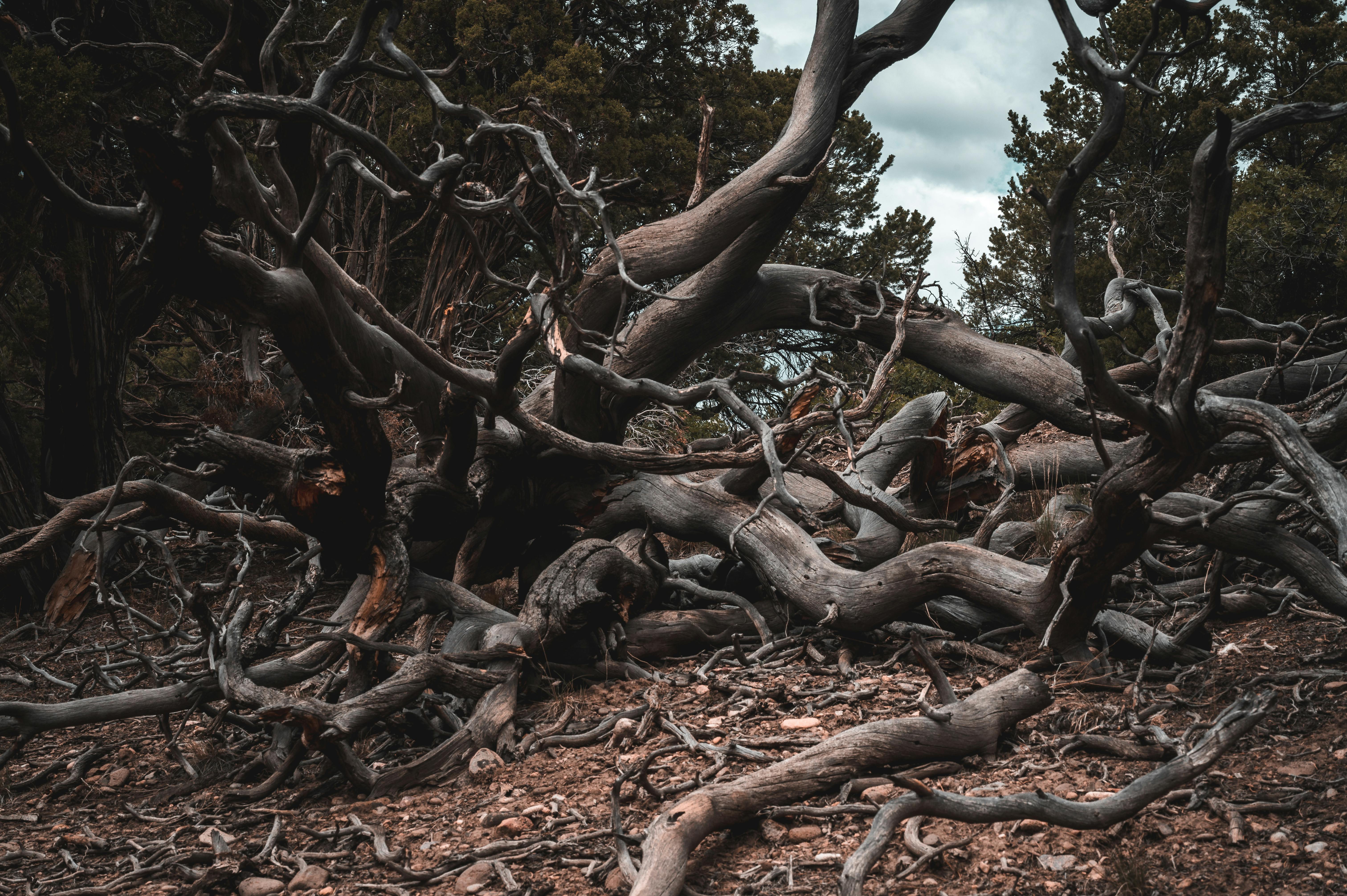 Trusting Dead Branches Overhead