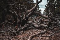 Brown Tree Branches on Ground