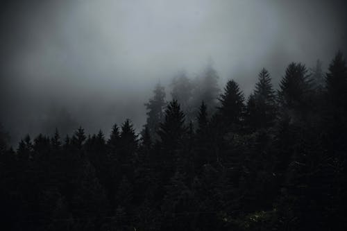 Free Green Pine Trees Covered With Fog Stock Photo