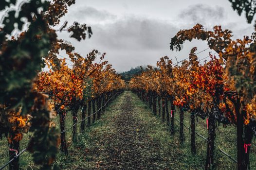 Explore a tranquil vineyard path flanked by vibrant autumn foliage in Napa Valley, CA.