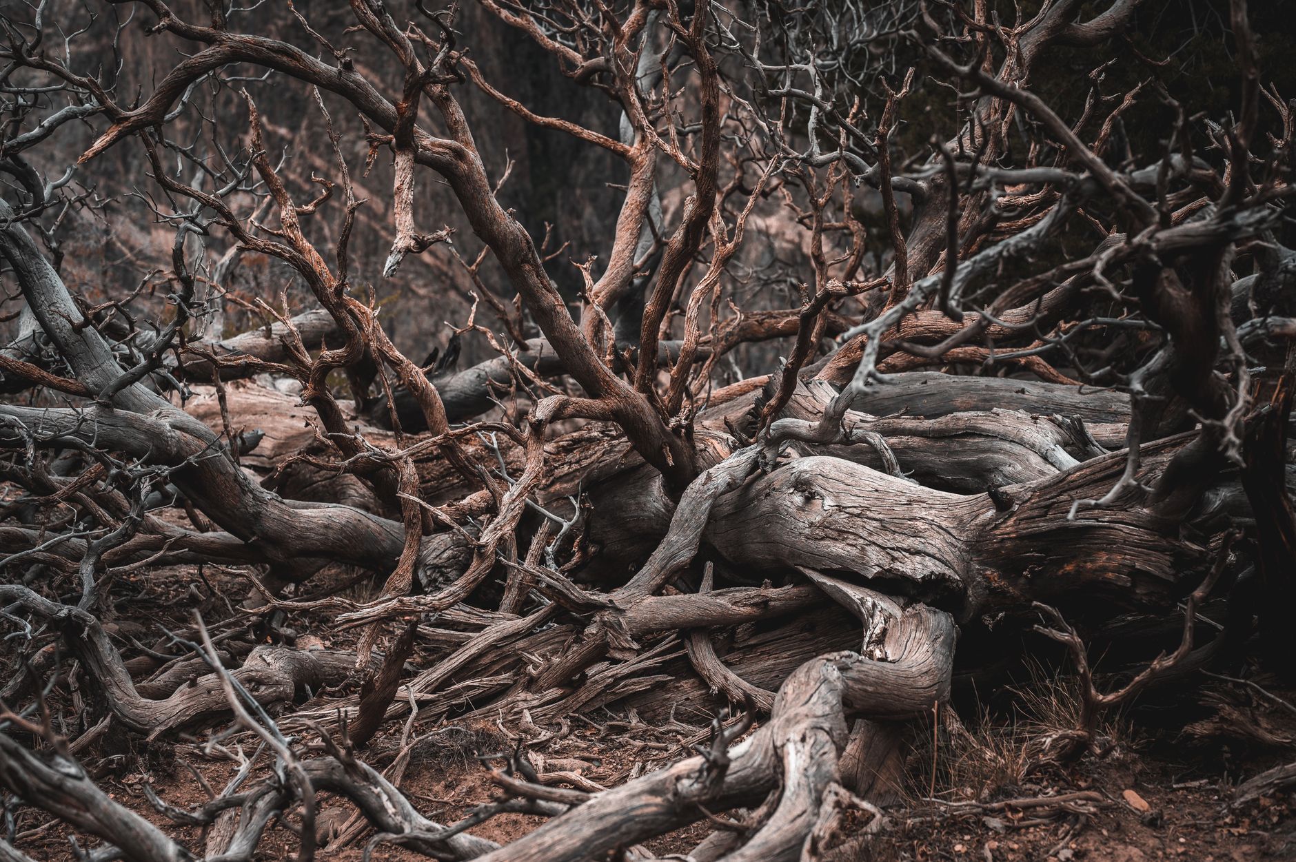 Complex intertwining of dried, leafless tree branches outdoors, showcasing natural textures.