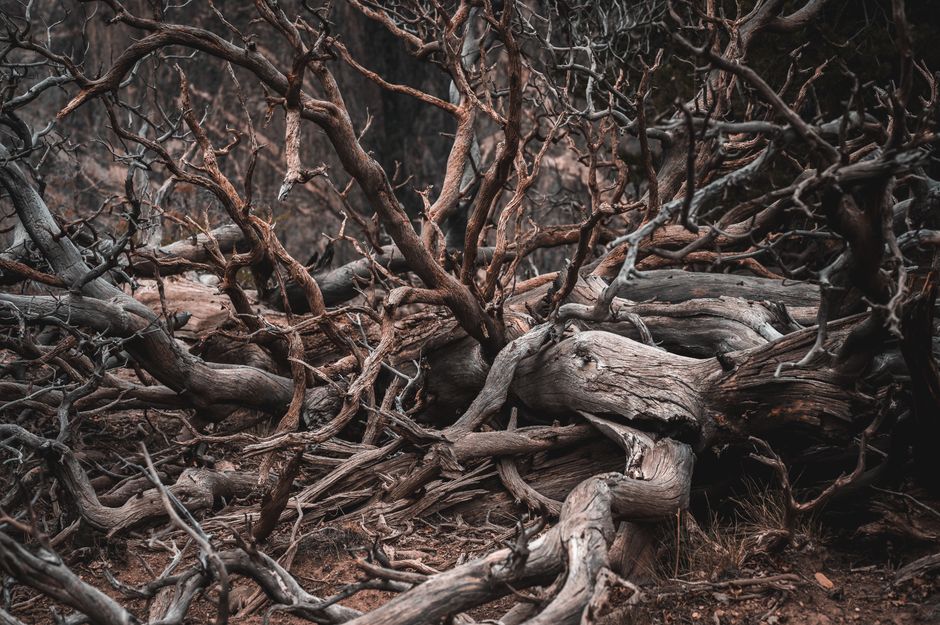 The Self-Owning Tree of Georgia: A Unique Legal Case