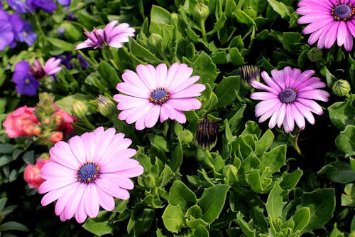 Free Beautiful Purple Flowers in Full Bloom Stock Photo
