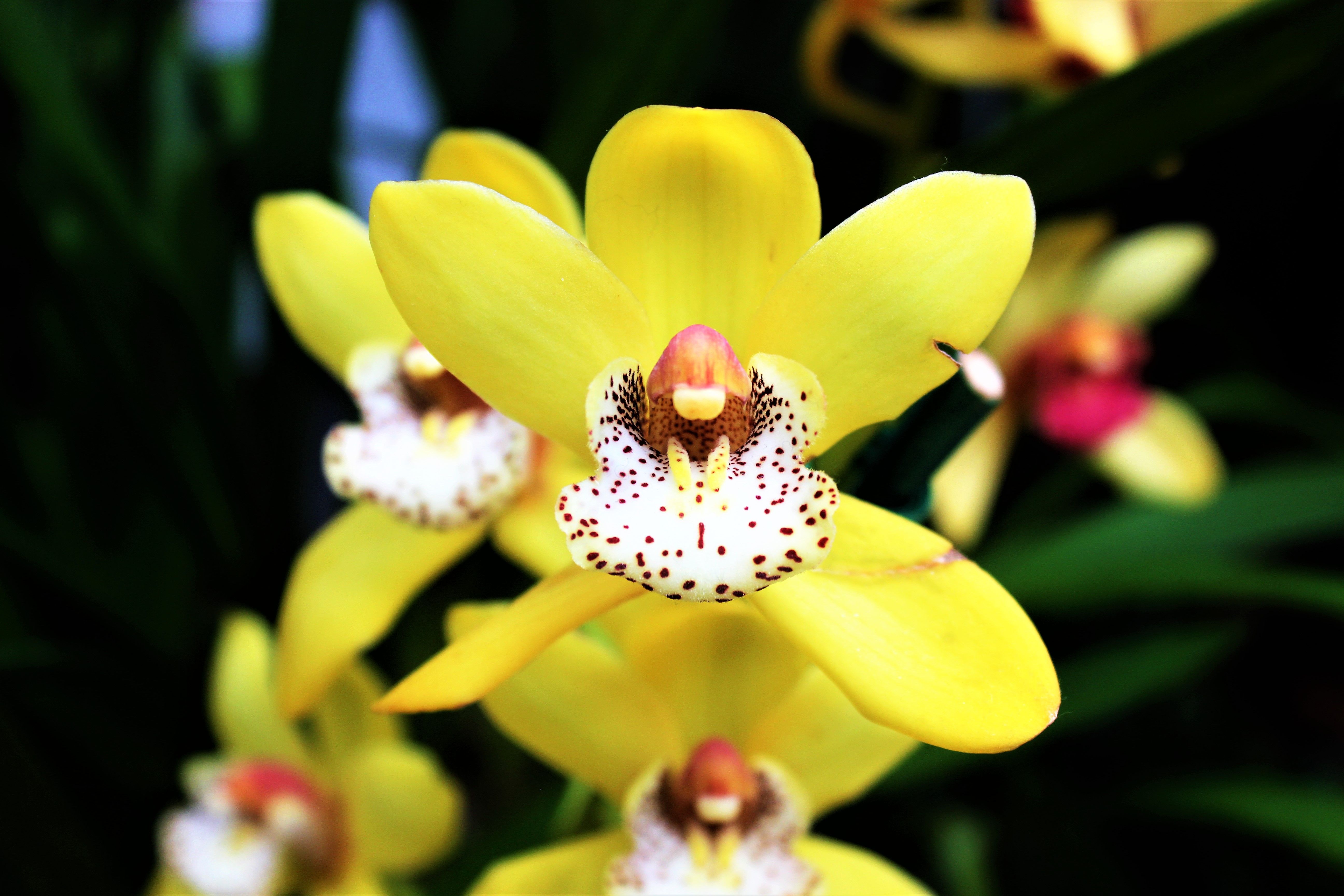 Hal met kleurrijke orchideeënposters en wijsheid.
