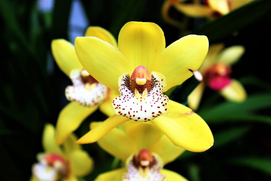 Hal met kleurrijke orchideeënposters en wijsheid. Hal met kleurrijke orchideeënposters en wijsheid.
