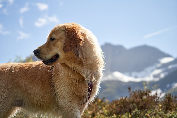 Close Up Photo Of Brown Dog Looking Back