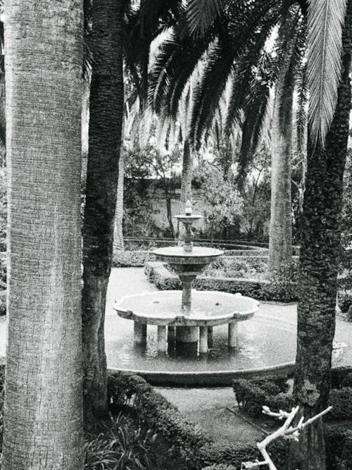 Free stock photo of fountain, garden, palms Stock Photo