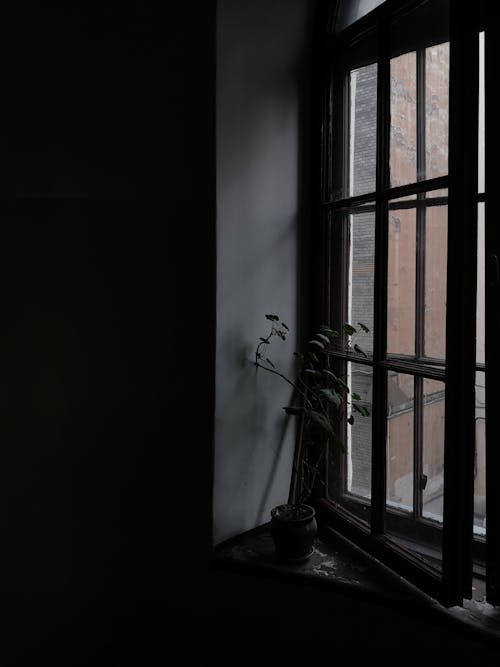 Ilmainen kuvapankkikuva tunnisteilla ikkuna, kasvi, pussitettu