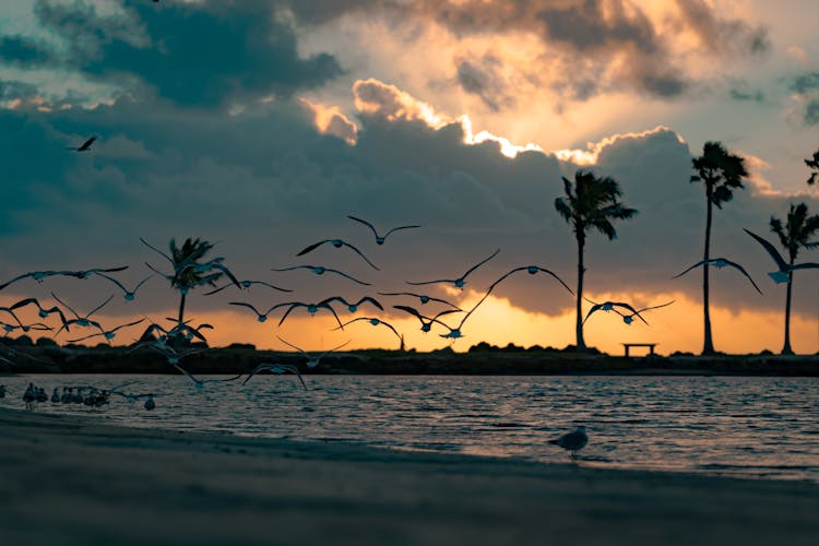 A Flock Of Birds Flying During Sunset