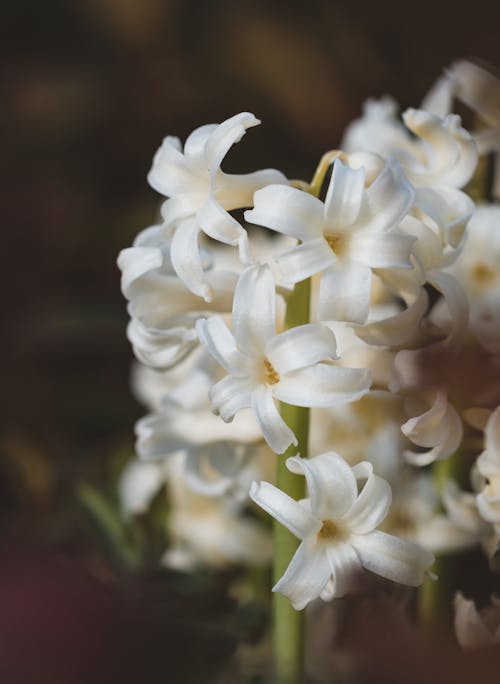 Inflorescence of White Flower in Full Bloom