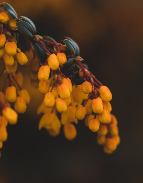 Free Yellow Flower Buds in Tilt Shift Lens Stock Photo