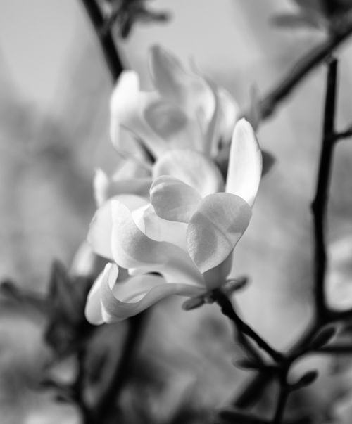 Free Classic black and white close-up of delicate blooming flowers captured with elegance. Stock Photo
