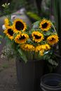 Bucket of Wilting Sunflowers