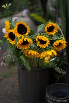 Bright sunflowers displayed in a bucket on a city street, capturing urban nature's beauty.