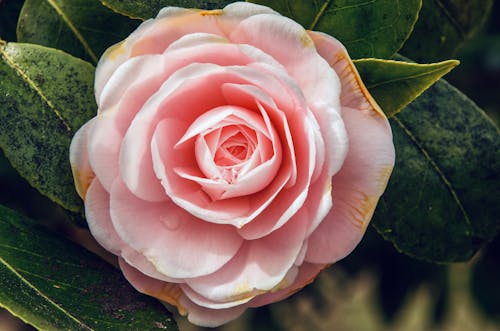 A Pink Flower with Brown on Edges