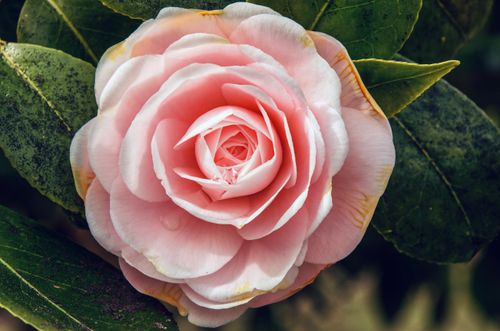 Free Beautiful close-up of a delicate pink camellia flower in full bloom surrounded by leaves. Stock Photo