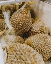 Frozen Durian sitting in the freezer