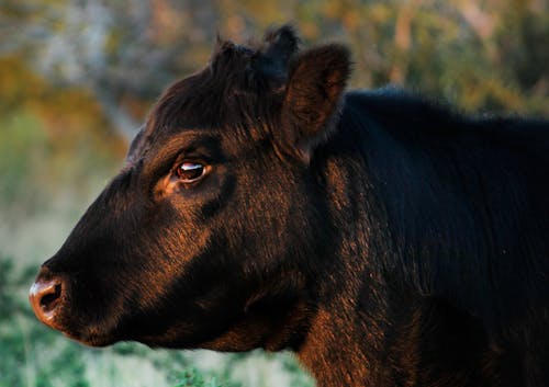 A Black Cow in Close-Up Photography