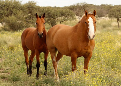 Gratis stockfoto met boerderijdieren, dierenfotografie, gras